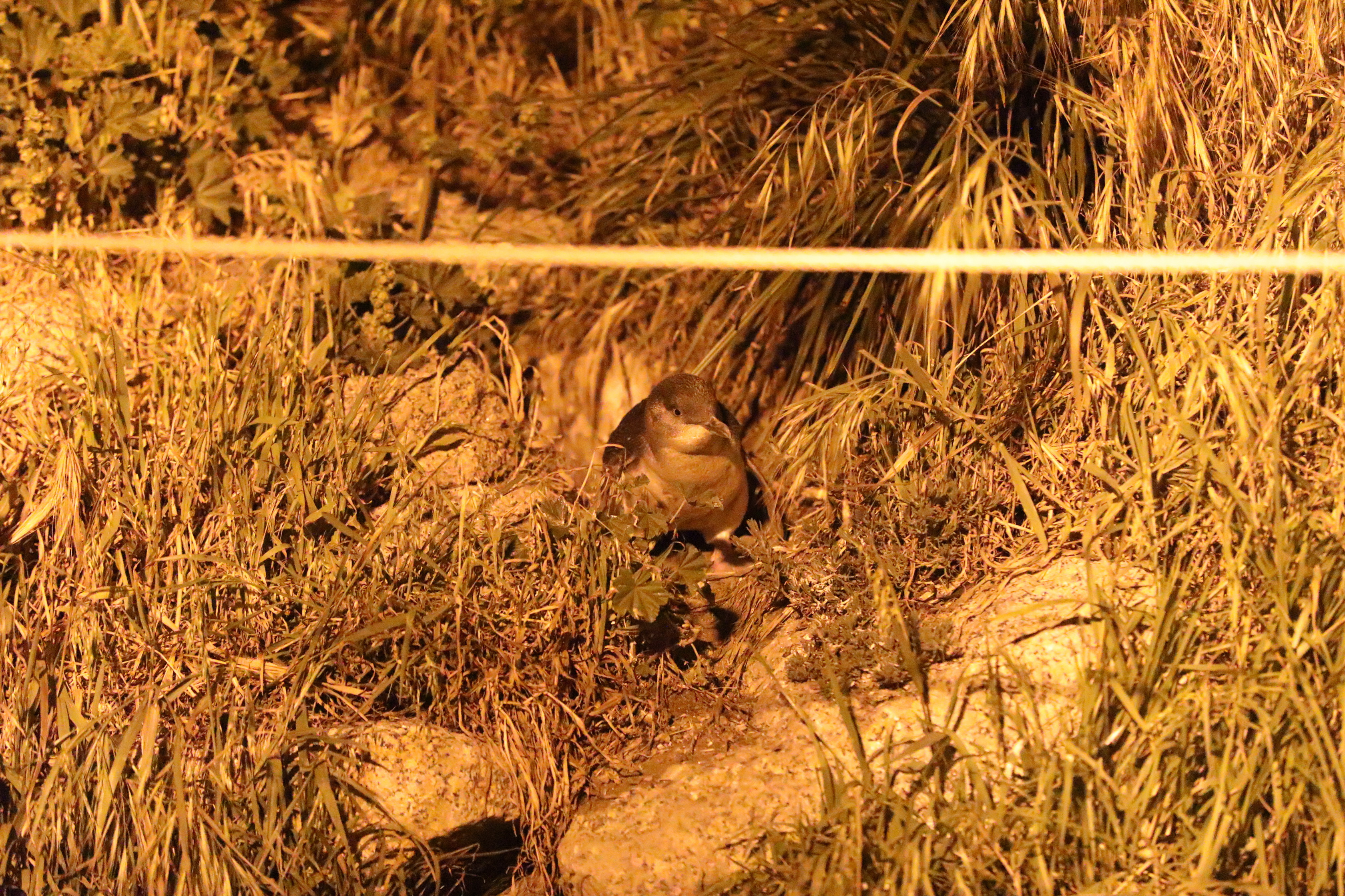 2019 09 28 19 30 19 Canon EOS 5D Mark IV 0058